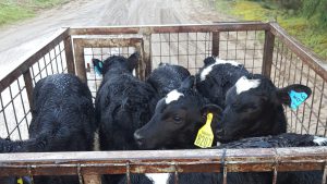 Calves after morning pickup (dairy farm)